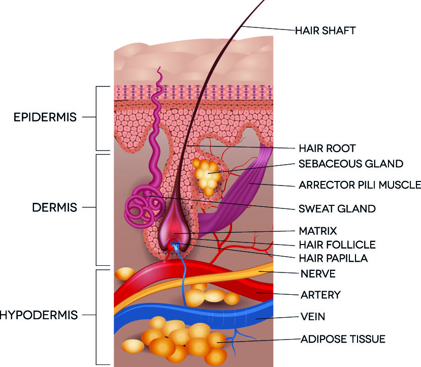 hair anatomy illustration