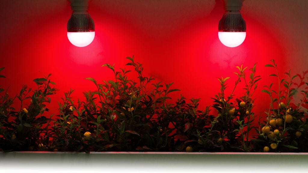 Red light therapy plants